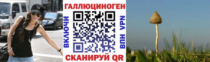 где можно купить   Ковров  Псилоцибиновые грибы Magic Shrooms 